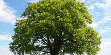 giant old beech tree in full foliage. images of same tree during all 4 seasons within my portfolio.