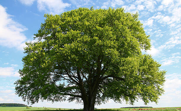 giant old beech tree in full foliage. images of same tree during all 4 seasons within my portfolio.