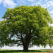 giant old beech tree in full foliage. images of same tree during all 4 seasons within my portfolio.