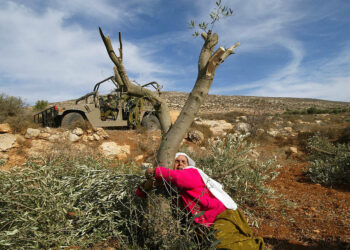 Palestinian Mahfoza Oude, 60, cries as she hugs one of her olive trees in the West Bank village of Salem, 27 November 2005. Mahfoza and other villagers lost dozens of their olive trees after they were chopped down by Israeli settlers from the nearby Elon Morei settlement.  AFP PHOTO/JAAFAR ASHTIYEH (Photo credit should read JAAFAR ASHTIYEH/AFP via Getty Images)